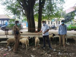 Jasa Tirta II Salurkan Bantuan Hewan Qurban