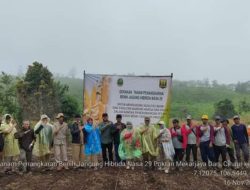 Dinas TPH Jabar Dan Distan Kabupaten Sukabumi Tanam Penangkaran Benih Jagung Hibrida