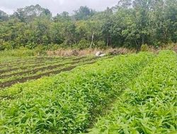 Dinas Pertanian Barito Timur Dorong Peningkatan Luas Tambah Tanam Holtikultura