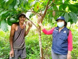 Senang Kakaonya Mulai Berbuah, Petani di Barito Timur ini Minta Pendampingan Berkelanjutan dari Pemerintah