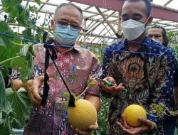 Panen Melon Hidroponik Dan Bazar Pertanian, WABUP ” Petani Milenial Hebat Masyarakat Kuat”