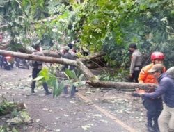 Dua Pengendara Motor di Kabupaten Sukabumi Tewas Tertimpa Pohon