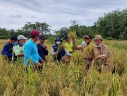 Luuar Biasa,, Hasil Panen Padi Sawah Milik Poktan Desa Ramania Kecamatan Patangkep Tutui Cukup Bagus Capai 6,4 Ton Per Hektare
