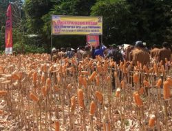 Desa Allu Tarowang Gelar Panen Raya Jagung Kuning