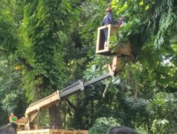 Antisipasi Pohon Tumbang, Pemkab Sukabumi Bersama BKSDA Tebang Pohon Rawan Roboh Di Kawasan Cagar Alam Batusapi