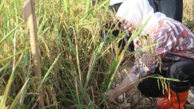 Jaga Ketahanan Pangan Nasional, Bupati Anne Cegah Lahan Pertanian di Purwakarta Berubah Fungsi