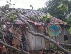 Timpa Rumah Warga, Pohon Tumbang di Palabuhanratu Dievakuasi Satgas BPBD Kabupaten Sukabumi