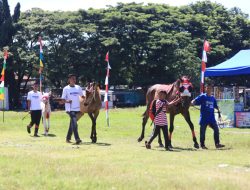 Kontes Kuda Lokal Jarang Patta’ba, Salah Satu Rangkaian Kegiatan Peringatan HUT Ke 161 Jeneponto