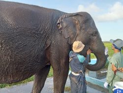 Melihat Perawatan Gajah Sumatera di Pusat Konservasi Padang Sugihan
